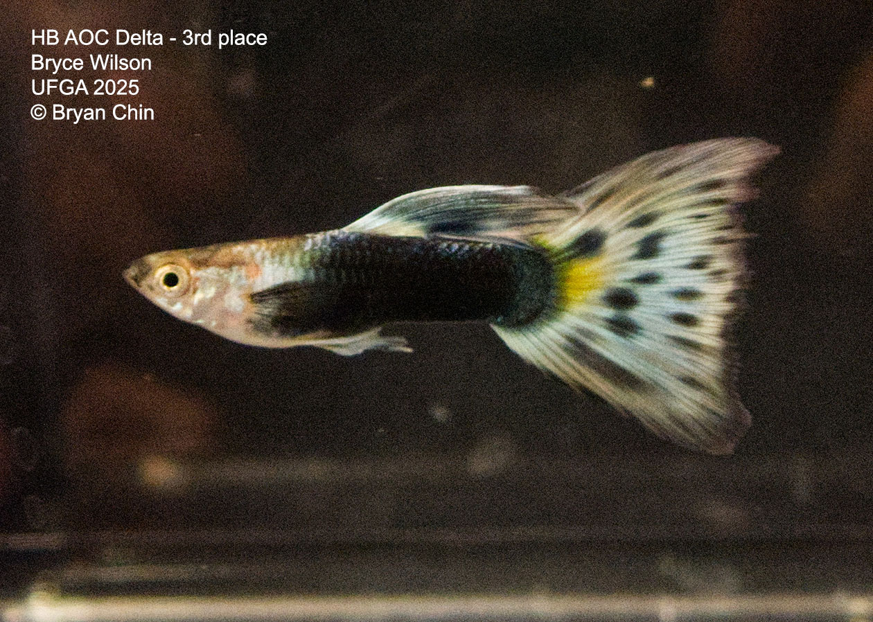 Guppy HB Bicolor